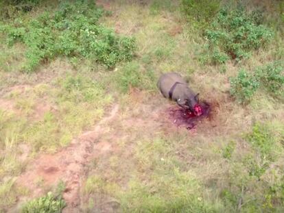 Un rinoceronte agonizando divisado por los guardias del parque Kruger.