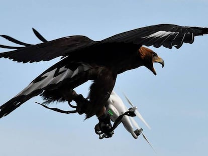 Un águila real del Ejército francés atrapa un dron en pleno vuelo.