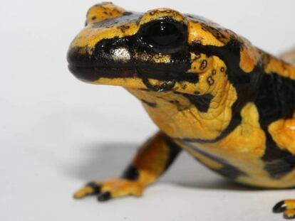 Una salamandra con las lesiones en la piel que produce hongo 'Batrachochytrium salamandrivorans'.