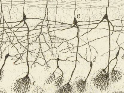 Diferentes ilustraciones de Ramón y Cajal.