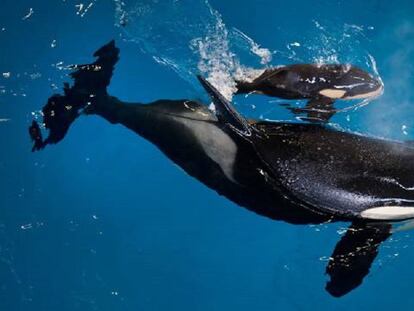 La orca bebé nada junto a su madre.