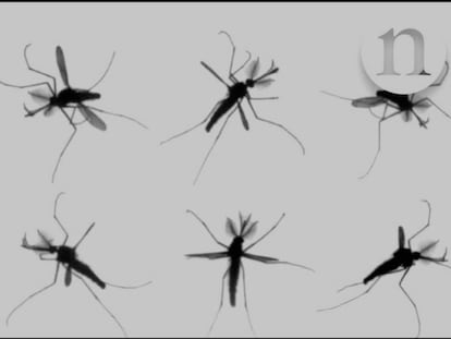 Los mosquitos mueven sus alas en un arco de alrededor de 40 grados a una velocidad de casi 800 aleteos por segundo.