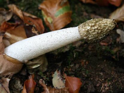 Los 'Phallus impudicus' son unos hongos con forma de pene.