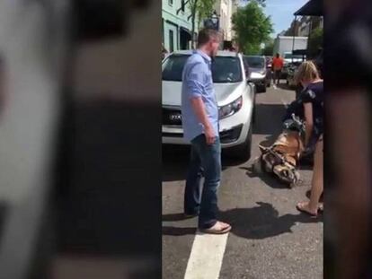 Un caballo desfallece mientras tira de un carro lleno de turistas en Charleston