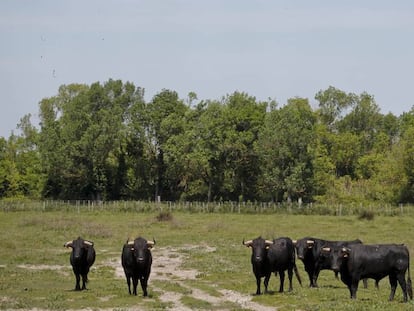 Francia, el campo bravo