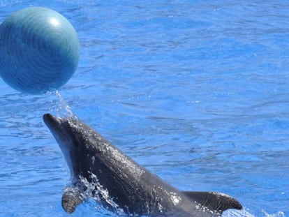 Un delfín en un parque de atracciones marinas de la Costa Azul.