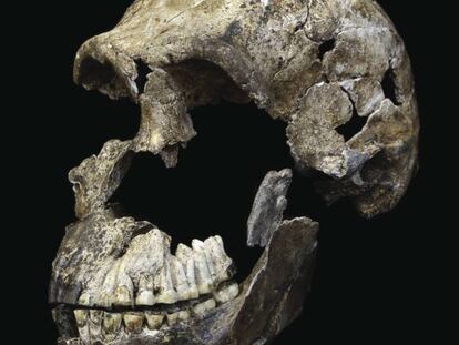 Cráneo del 'Homo naledi'.