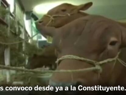 Hagan sitio a las vacas en la política bolivariana