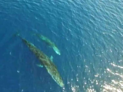 El segundo animal más grande del mundo, frente a la costa de Cataluña