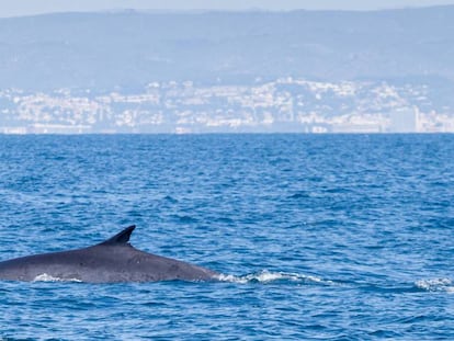 Un rorcual común muestra su aleta caudal al sumergirse, fotografiado muy cerca de la costa en Coma-ruga (Tarragona).