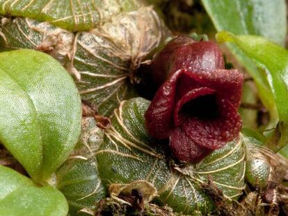 Una nueva especie de orquídea, 'Porpax verrucosa', encontrada en Camboya.