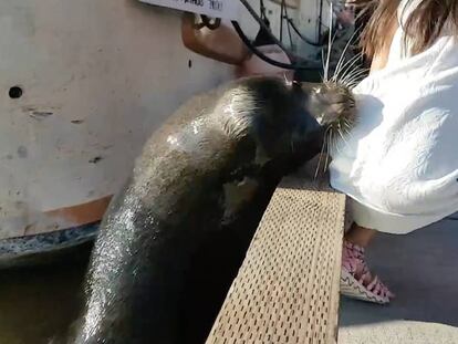 Un león marino agarra una niña por sorpresa y la tira al agua en Vancouver