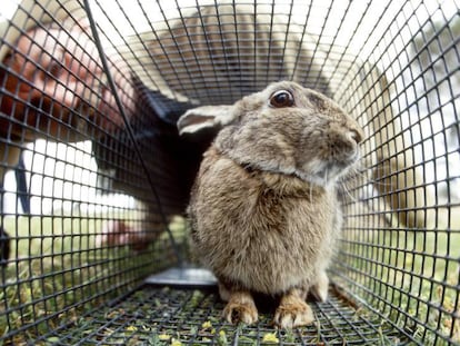 Un trabajador del Departamento de Agricultura australiano examina un conejo.