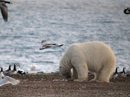 Un oso comiendo huevos en una colonia de gansos barnacla cariblanca en la isla noruega de Spitsbergen.