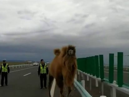 Captura del vídeo en la carretera en la que fueron vistos los camellos.