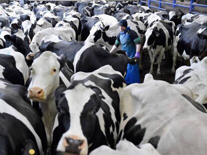 Vacas lecheras en una granja de Balfron, en Escocia.