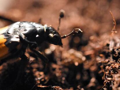 Un ejemplar del escarabajo 'Nicrophorus vespilloides'.