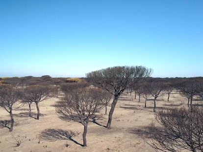 Imágenes aéreas muestran los daños causados por el incendio.