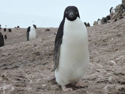 Las colonias de pingüinos adelaida, como la de la imagen, se verán perjudicadas por el deshielo.
