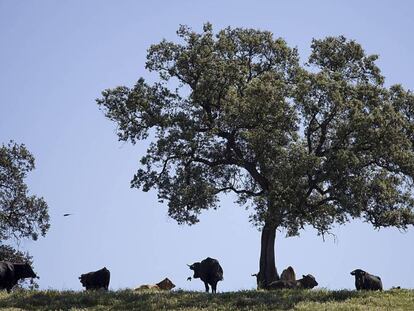 Ganado junto a varias encinas en una dehesa del norte de Sevilla.