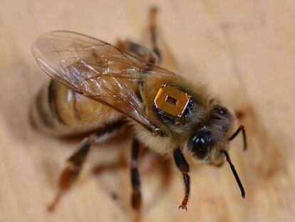 Una abeja marcada en la Universidad de York con un dispositivo de identificación por radiofrecuencia.
