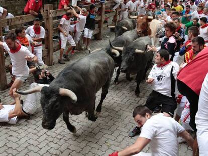 Fast run at third Running of the Bulls, as one animal breaks away from herd