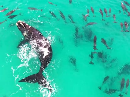 Una ballena juega con una manada de delfines.