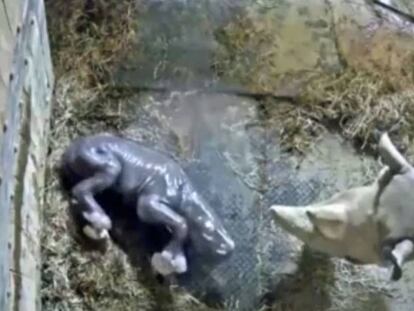El zoo de Cincinnati celebra el nacimiento de un rinoceronte en peligro de extinción