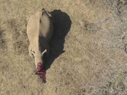 Los furtivos matan a tres rinocerontes al día para cortar sus cuernos.