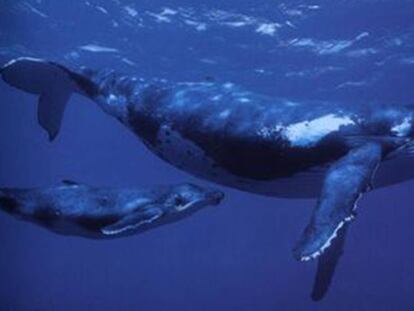 Lo nunca visto en una ballena jorobada: usa las aletas para impulsarse