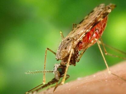El parásito de la malaria se inserta en el cuerpo humano a través de la picadura de un mosquito. PIXABAY | EPV
