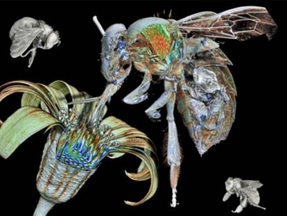 Imagen de una abeja obrera generada por el escáner 'SkyScan 1172'.