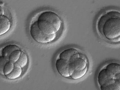 Embriones humanos a los que se aplicó la técnica CRISPR.