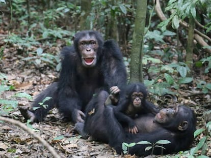 Chimpancés en el Parque Nacional de Taï, en Costa de Marfil. MPI / Liran Samuni