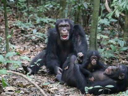 Chimpancés en el Parque Nacional de Taï, en Costa de Marfil. MPI / Liran Samuni