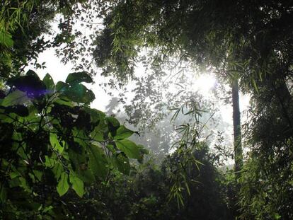 Los humanos han modificado los bosques tropicales talando o quemando árboles.
