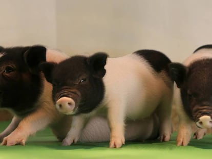 Cerdos cuyo genoma fue editado para desactivar los retrovirus.