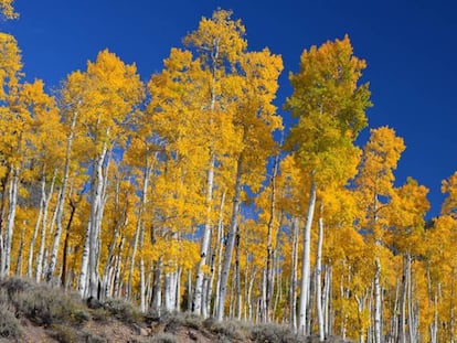 Pando, la colonia clonal que ha surgido de un único árbol de la especie Populus tremuloides en Fish Lake, Utah, EE UU.