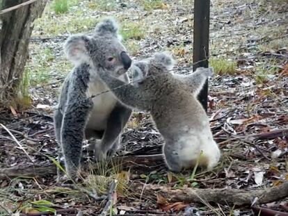 El rescate de una mamá koala a su bebé atrapado en una alambrada