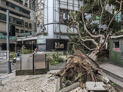 Un árbol caído sobre una calle tras el paso del tifón Hato en Macao (China).