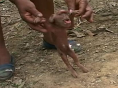 En Cuba se ha producido el particular nacimiento de un cerdo con cara de mono.