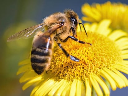 Una abeja recolectando polen.