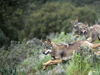 Una manada de lobos corren por Antequera (Málaga)