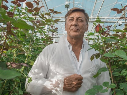 Luis Corella entre rosales,
en el interior del invernadero.
