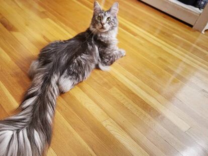 El gato con la cola más larga del mundo, según el Libro Guinness de los récords.