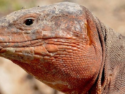 Lagarto gigante de Gran Canaria.