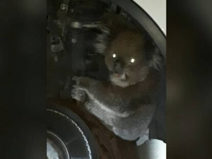 ¿Emergencias? Hay un koala en mi coche