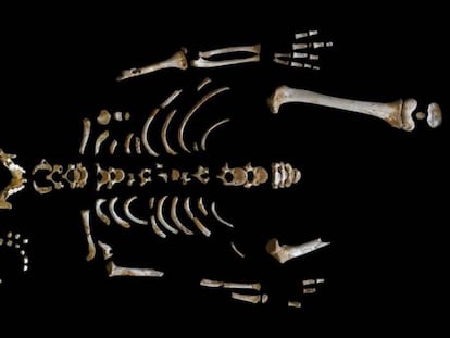 Así crecía el cerebro de un niño neandertal