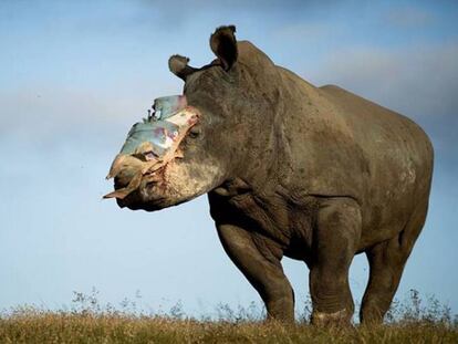 Uno de los rinocerontes tratados por la ONG.