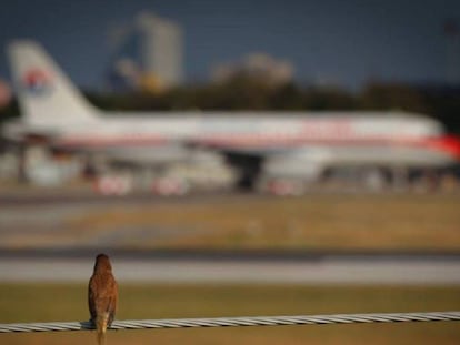 Un pájaro posado en un cable mira un avión.